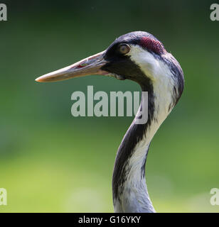 Common crane, grus grus, head portrait. Stock Photo