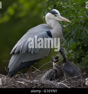 ardea cinerea - grey heron, on the nest with two chicks. Stock Photo