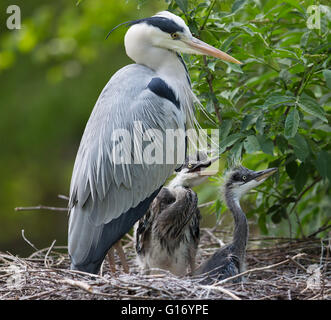 ardea cinerea - grey heron, on the nest with two chicks. Stock Photo