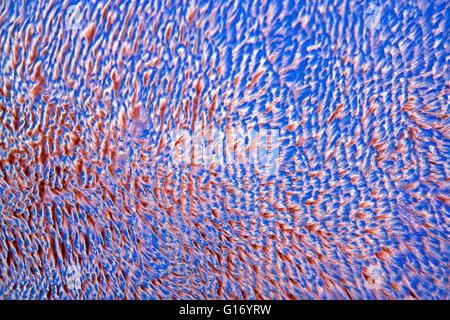 Close up abstract textured patterns and blurs on rough fluffy surface Stock Photo