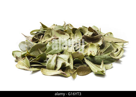 Bearberry leaves isolated on white background. Bearberry (Arctostaphylos uva-ursi) is a type of plant of the genus Arctostaphylo