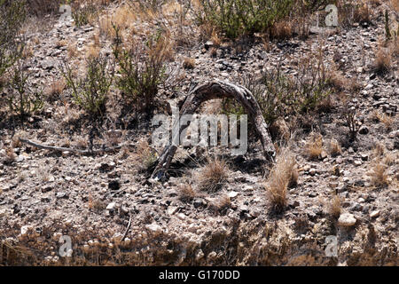 Dried, bent wood – creosote or mesquite – on the desert floor in Big Bend National Park. Stock Photo
