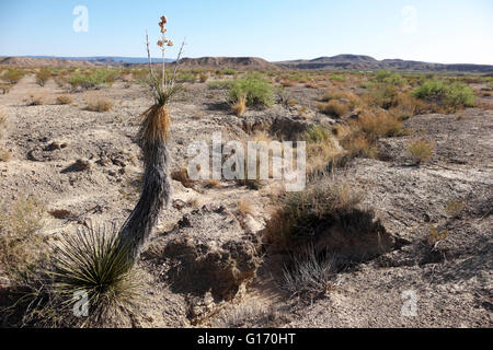 Desert flood plain just outside the Big Bend National Park at Study Butte in deep south Texas, USA. Stock Photo