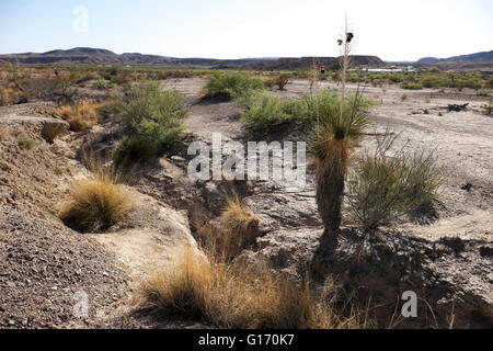 Desert flood plain just outside the Big Bend National Park at Study Butte in deep south Texas, USA. Stock Photo