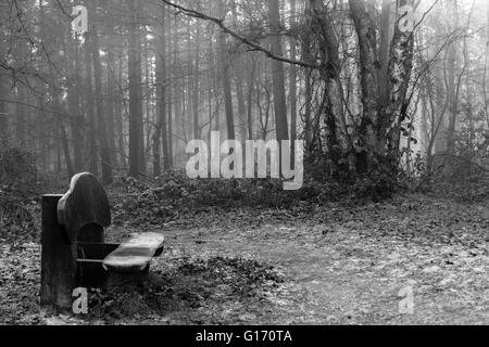 A wooded bench scene showing sunlight coming through tall trees in woodland in monochrome Stock Photo