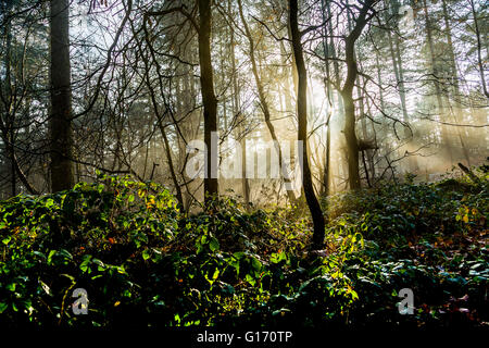 A wooded scene showing sunlight coming through tall trees in woodland Stock Photo