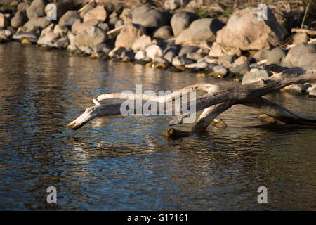 Dead tree in a body of water Stock Photo