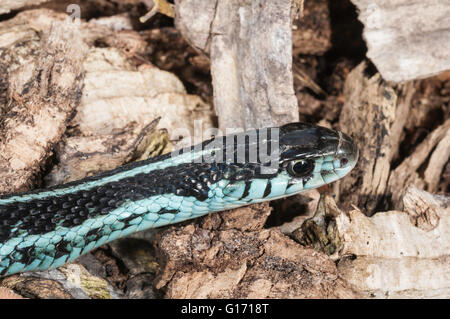 Puget Sound garter snake, Thamnophis sirtalis pickeringii; native to NW Washington, Vancouver Island and SW British Columbia Stock Photo