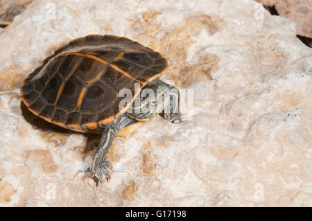 Southern painted turtle, Chrysemys picta dorsalis; native to southern USA Stock Photo