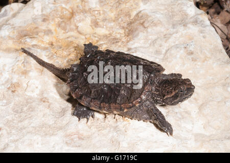 Common snapping turtle, Chelydra serpentina serpentina, three years old Stock Photo