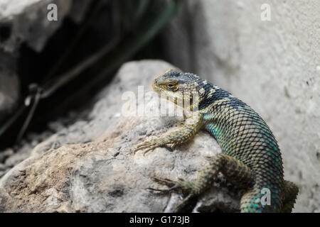 Nice little grey iguana resting on a rock Stock Photo
