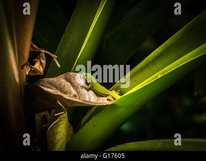 Gecko on a leaf Stock Photo