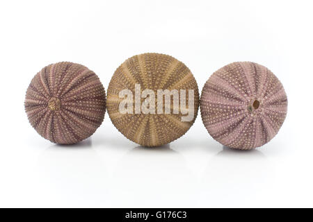 Three sea urchin shells isolated on white Stock Photo