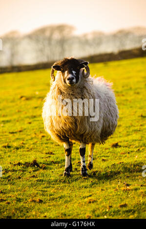 Sheep in early spring on upland pasture above Calder Vale in the Forest of Bowland Lancashire England Stock Photo