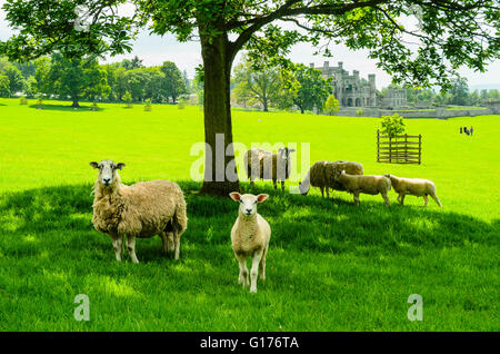 Sheep graze near the ruins of Lowther Castle in the Lake District Cumbria Stock Photo