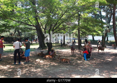 Chinese tourist in Nara, Japan.  Nara is a major tourism destination in Japan with wild Sika deer. Stock Photo