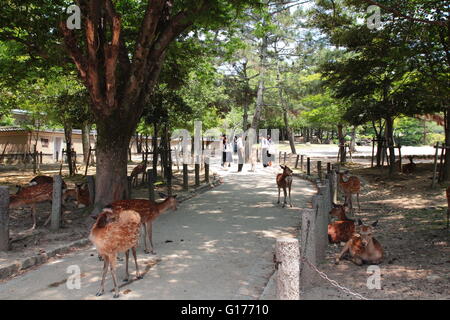 Wild Sika deer in Nara, Japan. Nara is a major tourism destination in Japan. Stock Photo