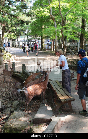 European tourist  feed wild Sika deer in Nara, Japan. Nara is a major tourism destination in Japan. Stock Photo