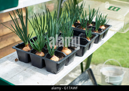 Red Sun shallot sets growing in compost filled seed plug trays in a greenhouse. Spring. UK. Stock Photo