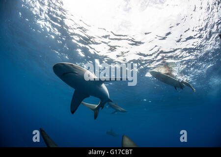 Low angle underwater view of surfer on surfboard with sharks, Colima, Mexico Stock Photo
