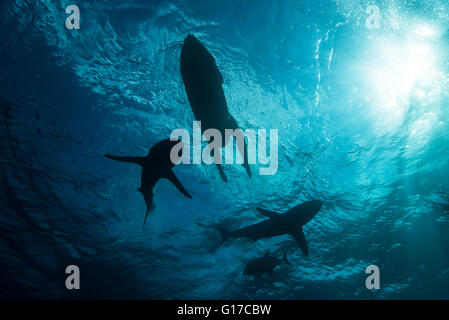 Low angle underwater view of surfer on surfboard with sharks, Colima, Mexico Stock Photo
