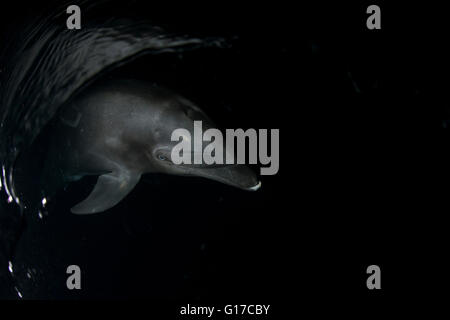 Bottlenose dolphin (tursiops) on water surface in darkness, Socorro, Revillagigedo, Colima, Mexico Stock Photo