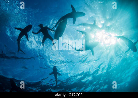 Low angle underwater view of surfer with surfboard with sharks, Colima, Mexico Stock Photo