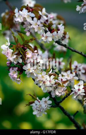 Prunus sargentii Prunus serrulata cerasus sachalinensis Sargent Cherry Northern Japanese Hill Cherry spring flowers blossoms Stock Photo