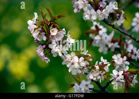 Prunus sargentii Prunus serrulata cerasus sachalinensis Sargent Cherry Northern Japanese Hill Cherry spring flowers blossoms Stock Photo