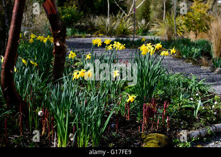 Hunting Brook gardens Wicklow Ireland spring flowers hellebores daffodials flowerbeds beds borders mixed planting RM Floral Stock Photo