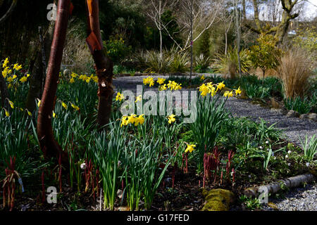 Hunting Brook gardens Wicklow Ireland spring flowers hellebores daffodials flowerbeds beds borders mixed planting RM Floral Stock Photo