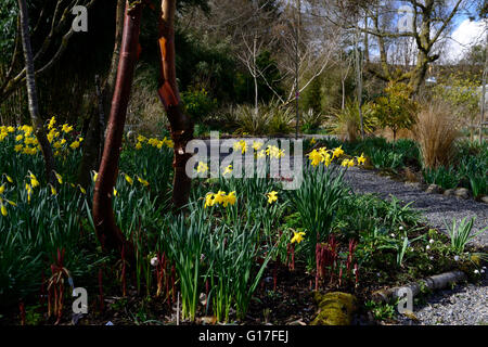 Hunting Brook gardens Wicklow Ireland spring flowers hellebores daffodials flowerbeds beds borders mixed planting RM Floral Stock Photo