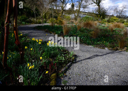 Hunting Brook gardens Wicklow Ireland spring flowers hellebores daffodials flowerbeds beds borders mixed planting RM Floral Stock Photo