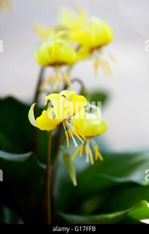 erythronium tuolumnense kondo yellow flower flowers dogs tooth violet spring flowering bloom RM Floral Stock Photo