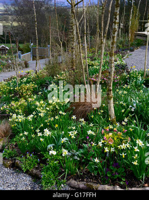 Hunting Brook gardens Wicklow Ireland spring flowers hellebores daffodials flowerbeds beds borders mixed planting RM Floral Stock Photo