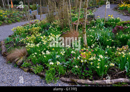 Hunting Brook gardens Wicklow Ireland spring flowers hellebores daffodials flowerbeds beds borders mixed planting RM Floral Stock Photo