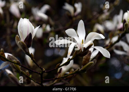 magnolia kobus flower flowers blooms blossoms deciduous garden Magnolias white scent scented tree trees spring RM Floral Stock Photo