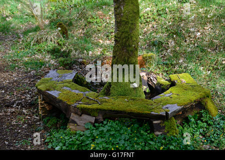 rustic old moss covered seat around tree trunk garden gardening feature fixture seating RM Floral Stock Photo