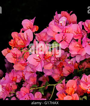 Cluster of spectacular vivid pink / orange flowers of bougainvillea bambino dwarf variety 'Bokay' against dark background Stock Photo