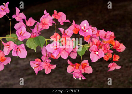 Cluster of vivid pink flowers and leaves of bougainvillea bambino dwarf variety 'Bokay' against dark background Stock Photo