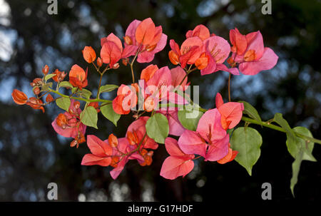 Cluster of vivid pink / orange flowers and leaves of bougainvillea bambino dwarf variety 'Bokay' against dark background Stock Photo