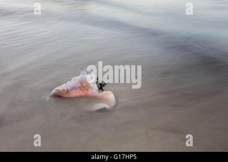 A Queen conch shell lies on a remote beach in the Caribbean Sea. This mollusk is used for food throughout the Caribbean. Stock Photo