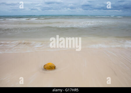 A coconut has washed up on a remote beach in the Caribbean Sea. Coconuts can disperse thousands of miles via oceanic currents. Stock Photo