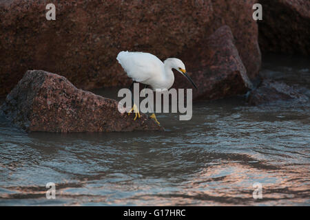 Snowy egret (Egretta thula) fishes at Cameron Jetty Pier Facility, Cameron, Cameron Parish, LA. Stock Photo