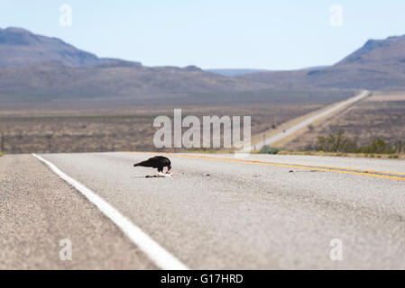 Turkey vulture eating a roadkill rabit on West Texas highway. Stock Photo