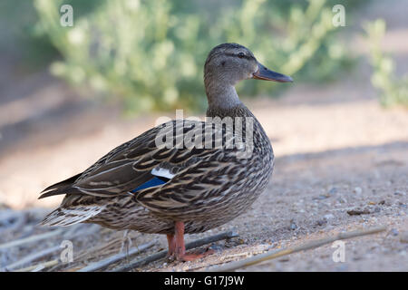 Mallard, (Anas platyrhynchos), hen.  Wildlife Management Ponds at Tingley Beach, Albuquerque, New Mexico, USA. Stock Photo