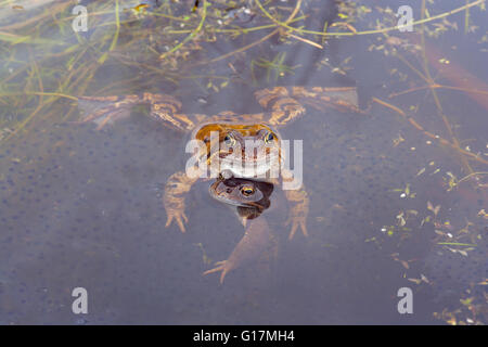 Common Frogs Rana temporaria in garden pond for mating ritual March Norfolk Stock Photo