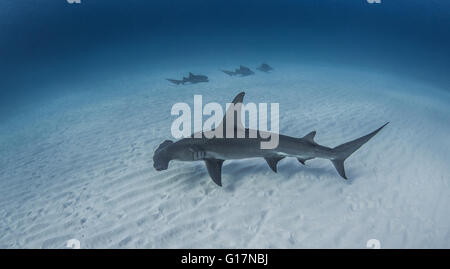 Great Hammerhead Shark swimming near seabed, Nurse Sharks in background Stock Photo