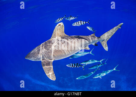 Oceanic Whitetip Shark with pilot fish and rainbow runners around it Stock Photo