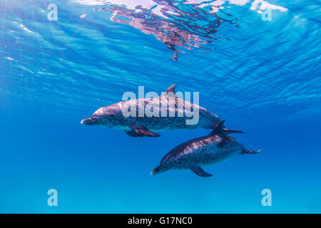 Atlantic Spotted Dolphins swimming near surface of ocean Stock Photo